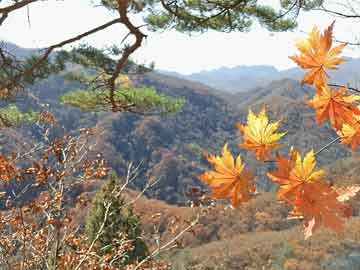 分享实测“春天扑克可以开挂吗”(原来真的有挂)-知乎